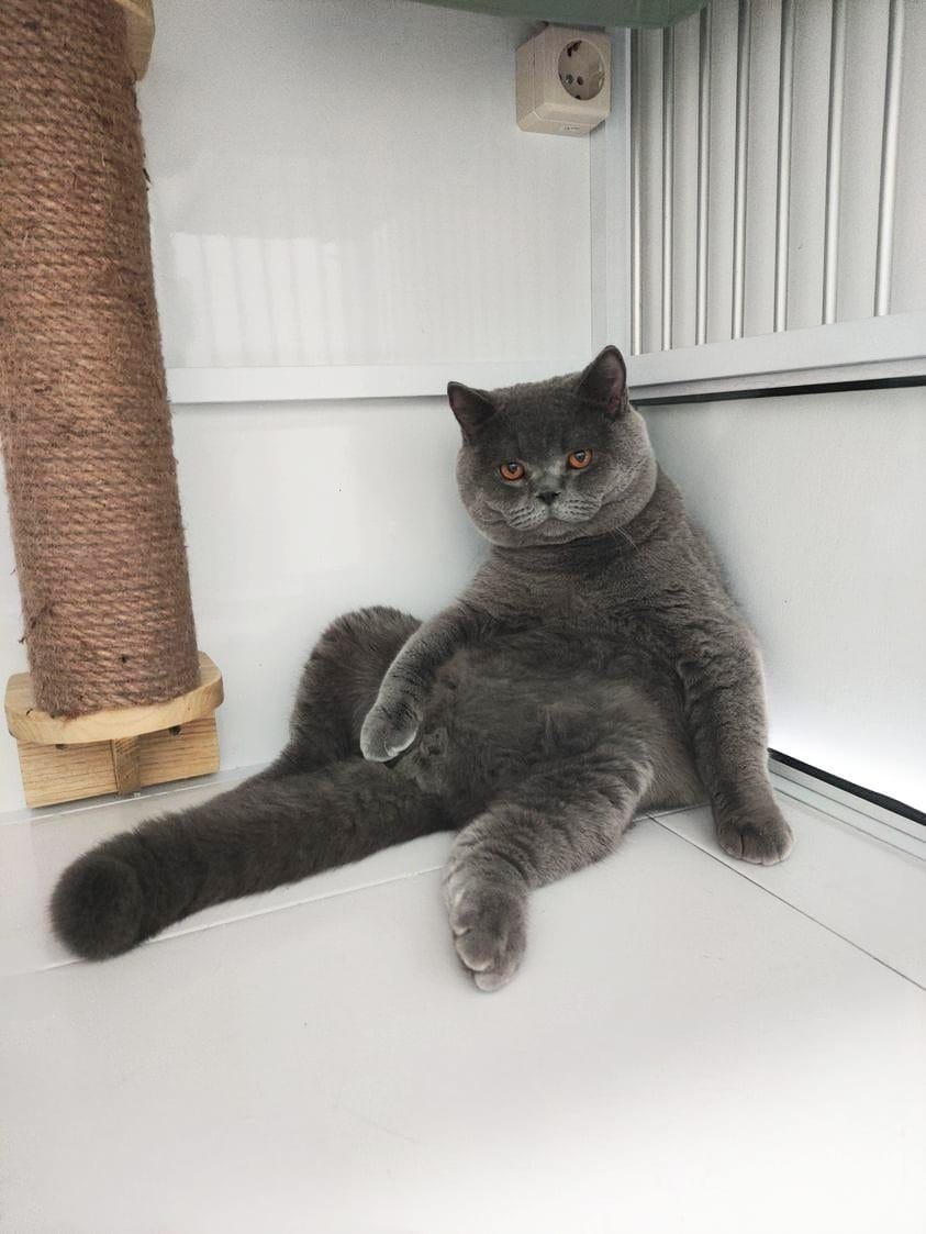 Ajax NikaDim of Myth_SundreZ